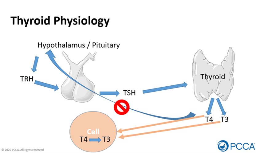 thyroid diagram